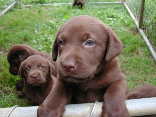 Chocolate Pups_1026.jpg